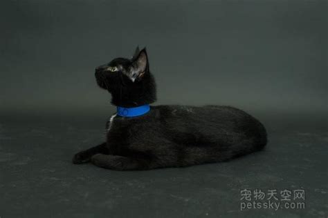 喜歡黑貓的人 出生時間查詢香港
